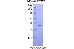 SDS-PAGE analysis of Mouse FTMT Protein. (Ferritin Mitochondrial Protein)