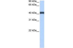 Western Blotting (WB) image for anti-Major Facilitator Superfamily Domain Containing 3 (MFSD3) antibody (ABIN2463455) (MFSD3 antibody)
