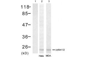 Western blot analysis of extracts from Hela cell and MDA cell using cofilin1/cofilin2 (Ab-88) Antibody (E021507).
