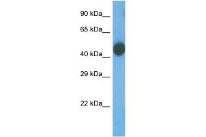 Host:  Rabbit  Target Name:  TRI58  Sample Type:  MCF7 Whole Cell  Antibody Dilution:  1. (TRIM58 antibody  (N-Term))