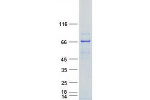 Validation with Western Blot (Phosphoglucomutase 3 Protein (PGM3) (Myc-DYKDDDDK Tag))