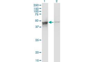Western Blot analysis of DAZAP1 expression in transfected 293T cell line by DAZAP1 monoclonal antibody (M03), clone 2F6.