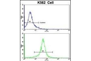 Flow cytometric analysis of K562 cells using ACTG1 Antibody (Center)(bottom histogram) compared to a negative control cell (top histogram). (Actin, gamma 1 antibody  (AA 188-215))