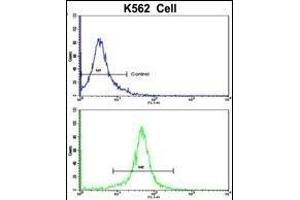 Flow cytometric analysis of K562 cells using ACTG1 Antibody (Center)(bottom histogram) compared to a negative control cell (top histogram).