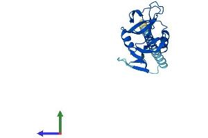 AlphaFold protein structure predicition of Human Recombinant CLEC6A Protein, UniprotID Q6EIG7 (C-Type Lectin Domain Family 6, Member A (CLEC6A) (AA 1-209) protein (His tag))