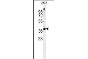 STX16 Antibody (C-term) (ABIN656113 and ABIN2845452) western blot analysis in 293 cell line lysates (35 μg/lane).
