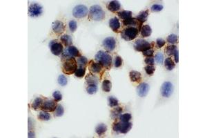ICC: Annexin V antibody testing of HCT116 cells (Annexin V antibody  (AA 88-102))
