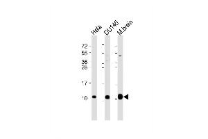 Western Blot at 1:2000 dilution Lane 1: Hela whole cell lysate Lane 2: DU145 whole cell lysate Lane 3: mouse brain lysate Lysates/proteins at 20 ug per lane. (GNG12 antibody  (AA 37-68))