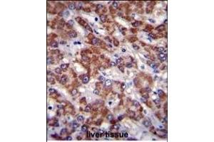 OR2B11 Antibody (C-term) (ABIN655367 and ABIN2844924) immunohistochemistry analysis in formalin fixed and paraffin embedded human liver tissue followed by peroxidase conjugation of the secondary antibody and DAB staining. (OR2B11 antibody  (C-Term))