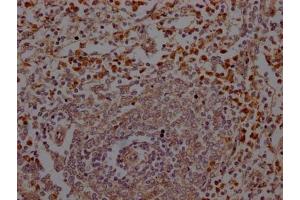 IHC image of ABIN7127640 diluted at 1:100 and staining in paraffin-embedded human spleen tissue performed on a Leica BondTM system. (Recombinant ELANE antibody)