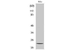 Western Blotting (WB) image for anti-Nucleolar Protein 3 (Apoptosis Repressor with CARD Domain) (NOL3) (C-Term) antibody (ABIN3185744)