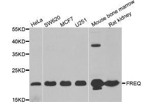 Western blot analysis of extracts of various cell lines, using NCS1 antibody (ABIN5973854) at 1/1000 dilution. (NCS1 antibody)