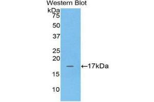 Western Blotting (WB) image for anti-Adrenomedullin (ADM) (AA 35-171) antibody (ABIN1172569)