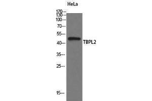 Western Blotting (WB) image for anti-TATA Box Binding Protein Like 2 (Tbpl2) (Internal Region) antibody (ABIN3177636) (Tbpl2 antibody  (Internal Region))