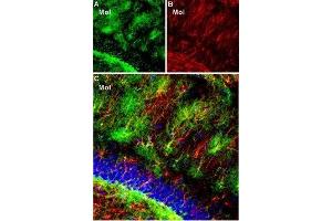 Expression of Kir4. (KCNJ10 antibody  (C-Term, Intracellular))