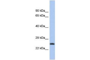 Western Blotting (WB) image for anti-Chromosome 9 Open Reading Frame 173 (C9ORF173) (N-Term) antibody (ABIN2786549) (C9ORF173 antibody  (N-Term))