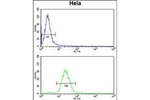 INSIG1 Antibody (N-term) (ABIN652887 and ABIN2842574) flow cytometry analysis of Hela cells (bottom histogram) compared to a negative control cell (top histogram).