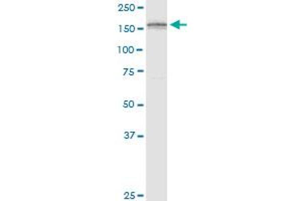ADAMTS3 antibody  (AA 1048-1128)