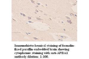 Image no. 1 for anti-Amyloid beta (A4) Precursor Protein-Binding, Family A, Member 1 (APBA1) (Internal Region) antibody (ABIN791000) (APBA1 antibody  (Internal Region))