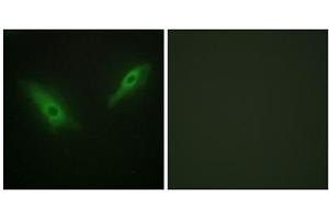 Immunofluorescence analysis of HeLa cells, using KPB1/2 antibody. (KPB1/2 (N-Term) antibody)