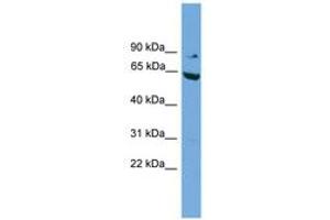 Image no. 1 for anti-RalA Binding Protein 1 (RALBP1) (N-Term) antibody (ABIN6749754) (RALBP1 antibody  (N-Term))