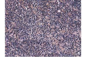 Image no. 6 for anti-COBW Domain Containing 1 (CBWD1) antibody (ABIN1497117) (CBWD1 antibody)