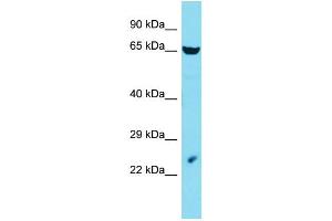 Host: Rabbit Target Name: LIN54 Sample Type: HepG2 Whole Cell lysates Antibody Dilution: 1. (LIN54 antibody  (C-Term))