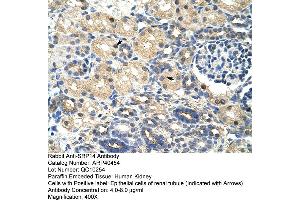 Rabbit Anti-SRAntibody  Paraffin Embedded Tissue: Human Kidney Cellular Data: Epithelial cells of renal tubule Antibody Concentration: 4. (SRP14 antibody  (N-Term))