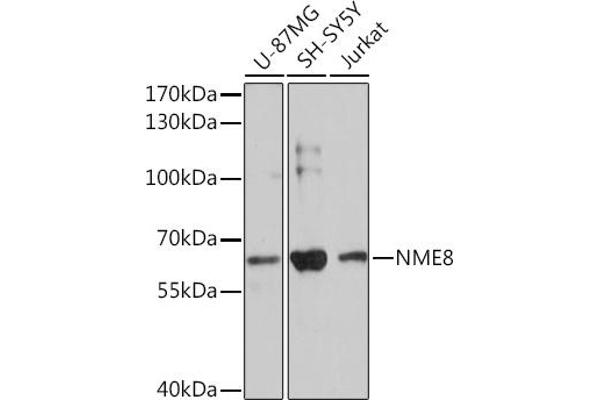 TXNDC3/NME8 antibody  (AA 299-588)