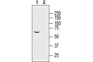 MRGPRE antibody  (3rd Intracellular Loop)