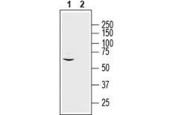 MRGPRE antibody  (3rd Intracellular Loop)