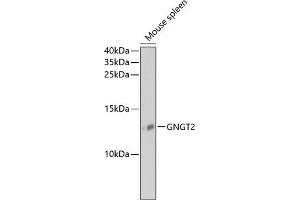 Western blot analysis of extracts of mouse spleen, using GNGT2 antibody (ABIN6131709, ABIN6141242, ABIN6141244 and ABIN6218188) at 1:1000 dilution. (GNGT2 antibody  (AA 1-69))