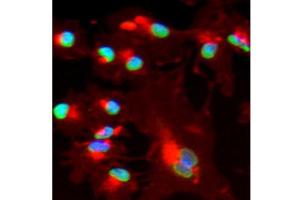 Immunofluorescence (IF) image for anti-BMI1 Polycomb Ring Finger Oncogene (BMI1) (AA 252-264) antibody (ABIN129562)