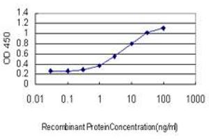 Detection limit for recombinant GST tagged C4B is approximately 0. (C4B antibody  (AA 1347-1446))