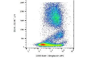 Surface staining of human peripheral blood cells with anti-CD55 (MEM-118) biotin / streptavidin-APC. (CD55 antibody  (Biotin))