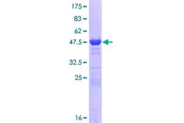 PGPEP1 Protein (AA 1-209) (GST tag)