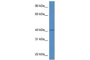 Western Blot showing Prdm12 antibody used at a concentration of 1. (PRDM12 antibody  (Middle Region))