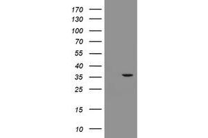 Image no. 2 for anti-Replication Factor C (Activator 1) 2, 40kDa (RFC2) antibody (ABIN1500672) (RFC2 antibody)