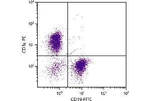 BALB/c mouse splenocytes were stained with Hamster Anti-Mouse CD3ε-PE. (CD3 epsilon antibody  (PE))