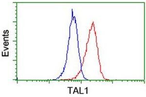 Image no. 2 for anti-T-Cell Acute Lymphocytic Leukemia 1 (TAL1) antibody (ABIN1501293) (TAL1 antibody)