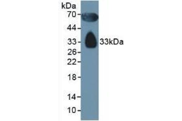 Apolipoprotein D anticorps  (AA 21-189)