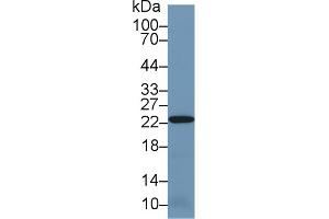 Western blot analysis of Mouse Kidney lysate, using Human PRDX2 Antibody (1 µg/ml) and HRP-conjugated Goat Anti-Rabbit antibody (