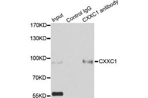 Immunoprecipitation analysis of 200ug extracts of HepG2 cells using 3ug CXXC1 antibody. (CXXC1 antibody)