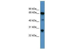 Western Blot showing CANX antibody used at a concentration of 1. (Calnexin antibody  (Middle Region))