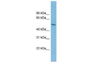 BRUNOL5 antibody used at 1 ug/ml to detect target protein.