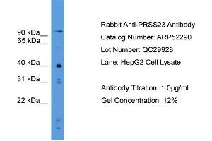 WB Suggested Anti-PRSS23  Antibody Titration: 0.
