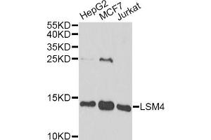 Western blot analysis of extracts of various cell lines, using LSM4 antibody. (LSM4 antibody)
