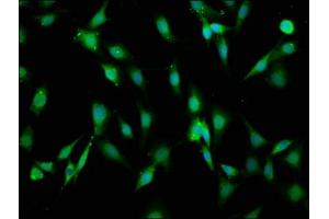 Immunofluorescence staining of NIH/3T3 cells with ABIN7157862 at 1:66, counter-stained with DAPI. (Laminin antibody  (AA 974-1162))