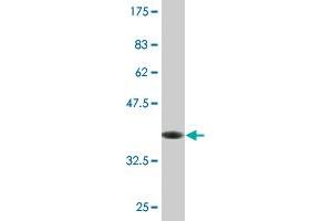 Western Blot detection against Immunogen (36.