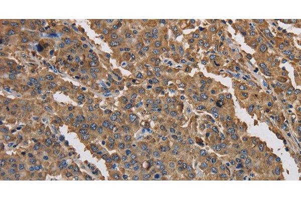 KCNG1 antibody